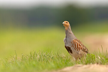 Kuropatwa (Perdix perdix)