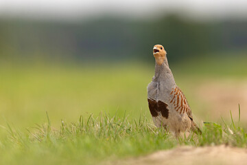 Kuropatwa (Perdix perdix)