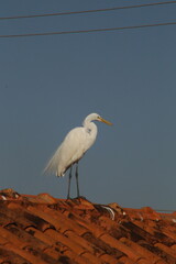 Heron on top of a Roof with blue sky back ground
