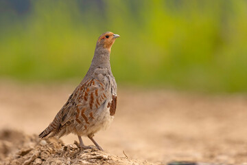 Kuropatwa (Perdix perdix)