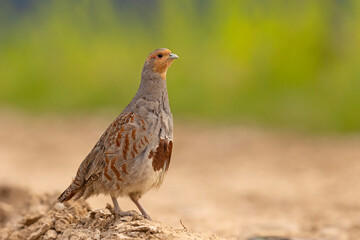 Kuropatwa (Perdix perdix)