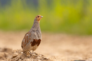 Kuropatwa (Perdix perdix) © Grzegorz