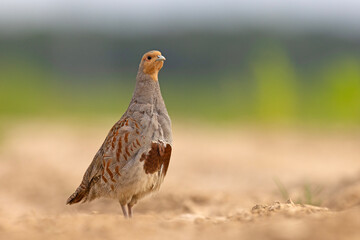 Kuropatwa (Perdix perdix) © Grzegorz