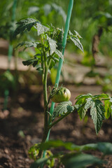 Tomato seedlings.