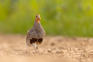 Kuropatwa (Perdix perdix) © Grzegorz