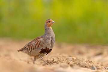 Kuropatwa (Perdix perdix) © Grzegorz