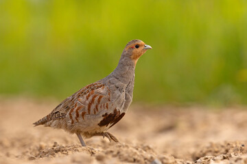 Kuropatwa (Perdix perdix) © Grzegorz