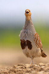 Kuropatwa (Perdix perdix)