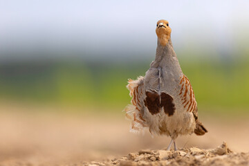 Kuropatwa (Perdix perdix)