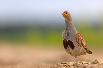 Kuropatwa (Perdix perdix) © Grzegorz