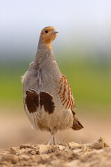 Kuropatwa (Perdix perdix)