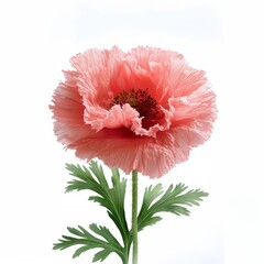 Red poppy flower head against white background for floral design. 