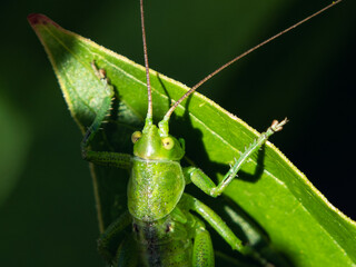 Grüner Grashüpfer auf Blatt
