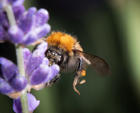 Common Carder Bee on Lavender