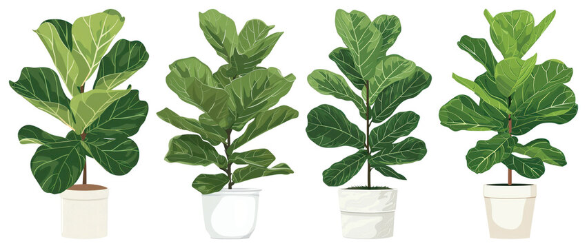 PNG Illustration of four potted fiddle leaf fig plants element set on transparent background.