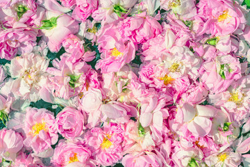 Fresh pink rose petals floating in water under soft daylight. Rose background, texture. Concept of rose petals, floral freshness, organic beauty and aromatherapy