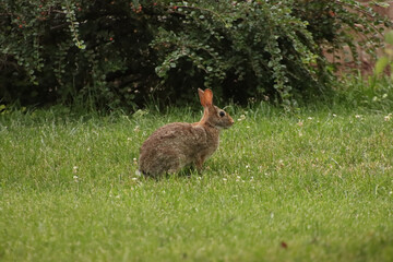 rabbit in the grass