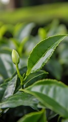 Close-up of vibrant green tea plant leaves with a delicate, unopened bud, showcasing the lush growth and intricate details of agricultural botanical life in soft focus.