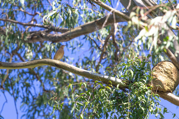 Rufous Hornero (Furnarius rufus) on a tree branch with its distinctive mud nest visible on the right. Blue sky and blurred foliage background.