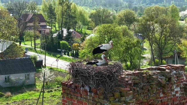 Storks in nests. White storks in the nests of the church, drone view of birds in nests