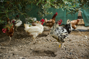 Beautiful hens and cockerel walking inside the barn in an eco farmland. Eco-farming and sustainable lifestyle