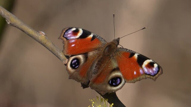 Peacock butterfly. Beautiful Butterfly macro shot, spring butterfly close up shot.