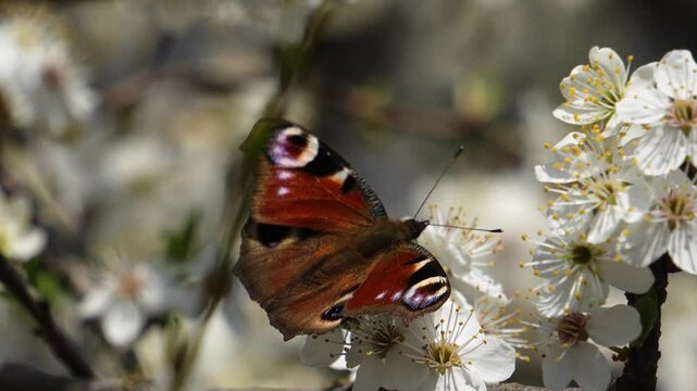 Peacock butterfly. Beautiful Butterfly macro shot, spring butterfly close up shot.