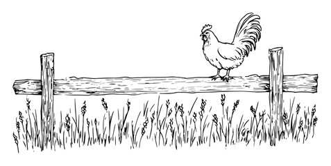 rooster on wooden fence with grass vector black doodle sketch © Kaz