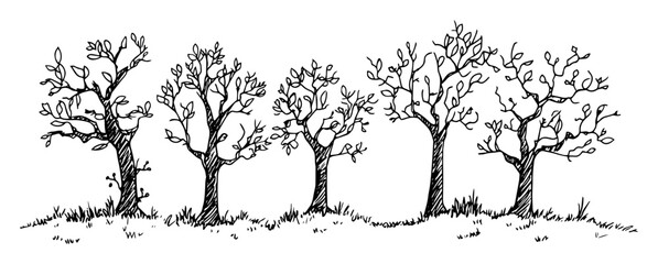 different tree types standing in a row doodle vector sketch