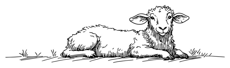 smiling lamb resting peacefully on ground