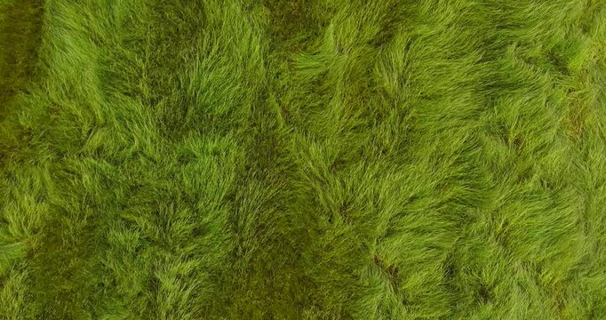 Drone Footage of Green Grass Field Moving Like Waves