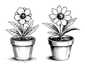 flower pots with blooming flowers hand drawn style
