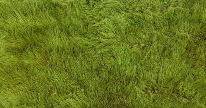 Drone Footage of Green Grass Field Moving Like Waves