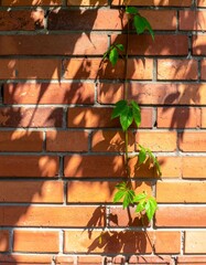 Red Brick Wall with Climbing Vine and Shadows