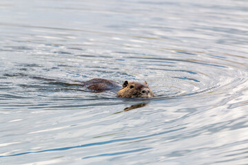 Fototapeta premium Swimmer in the lake capturing the essence of a tranquil morning with a playful otter navigating the water