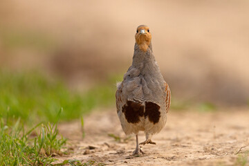 Kuropatwa (Perdix perdix) © Grzegorz