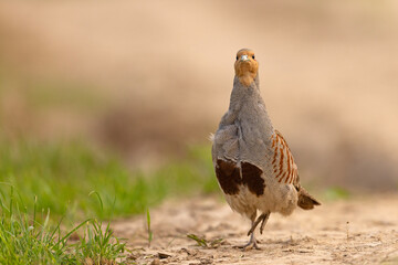 Kuropatwa (Perdix perdix) © Grzegorz