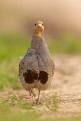 Kuropatwa (Perdix perdix)