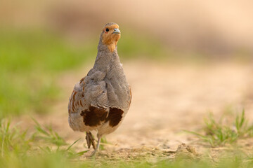 Kuropatwa (Perdix perdix) © Grzegorz