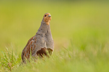 Kuropatwa (Perdix perdix) © Grzegorz