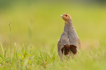 Kuropatwa (Perdix perdix)