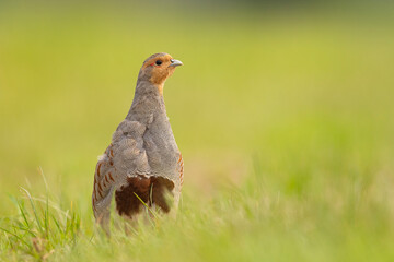 Kuropatwa (Perdix perdix) © Grzegorz