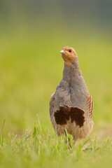 Kuropatwa (Perdix perdix)