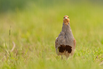 Kuropatwa (Perdix perdix) © Grzegorz