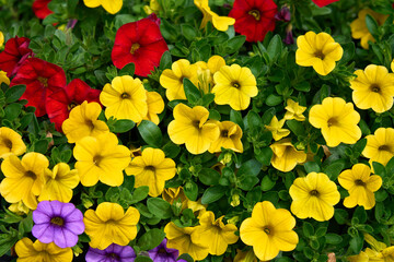 Colorful blooming petunias in vibrant shades of yellow, red, and purple create a lively floral display in a summer garden