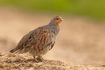 Kuropatwa (Perdix perdix)