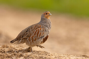 Kuropatwa (Perdix perdix) © Grzegorz