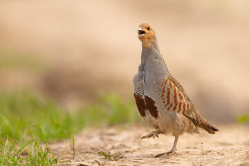Kuropatwa (Perdix perdix)