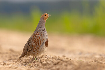 Kuropatwa (Perdix perdix) © Grzegorz