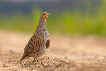 Kuropatwa (Perdix perdix) © Grzegorz